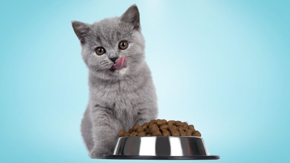 Best British Shorthair Kitten Diet