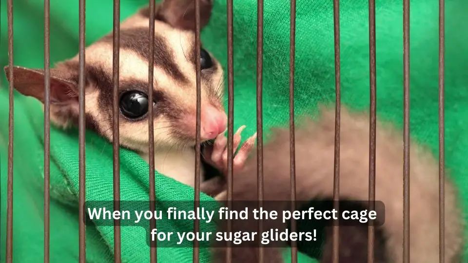 Best Cages For Sugar Gliders