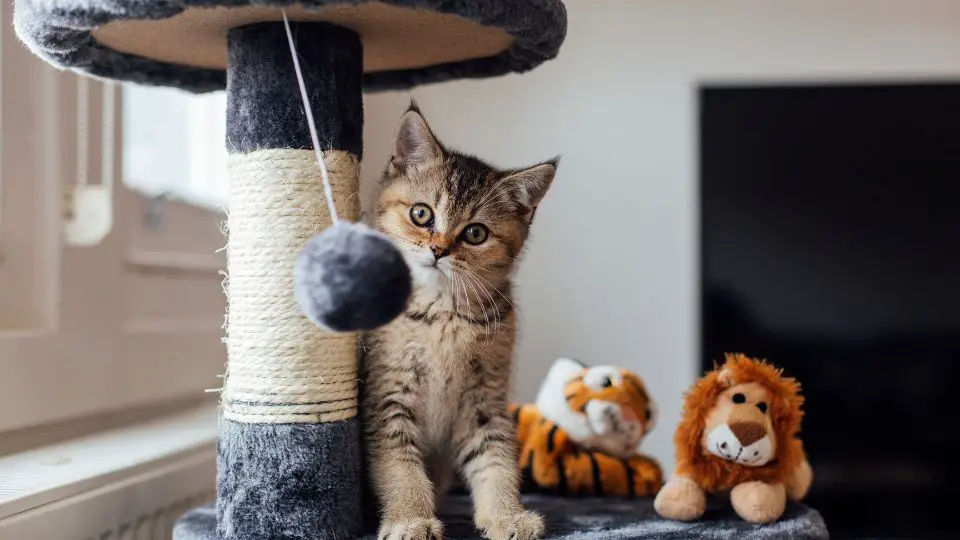Best Toys for a British Shorthair Cat and How to Choose Them