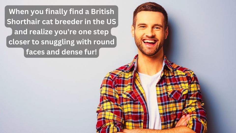 British Shorthair Cats In America