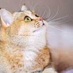 British Shorthair Chinchilla Everything You Need to Know