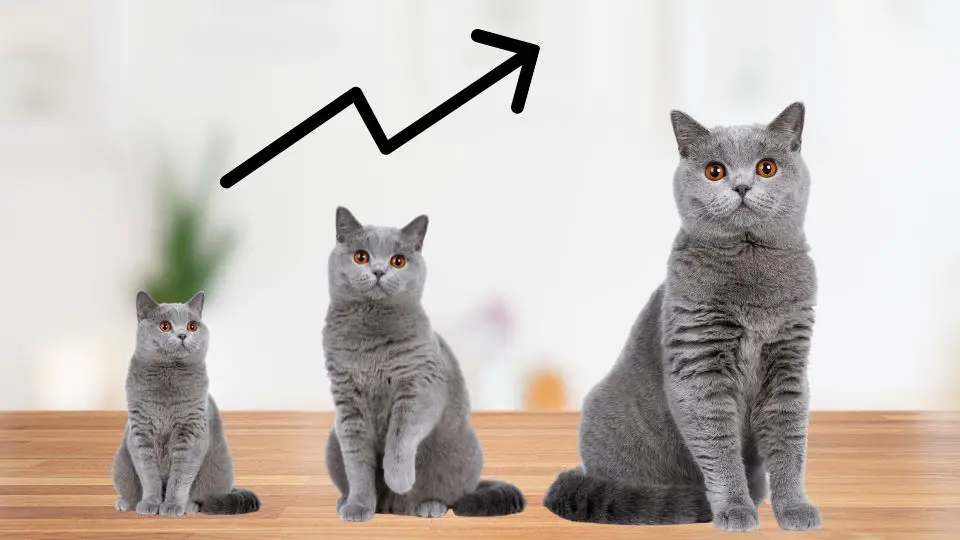 British Shorthair Growth Stages