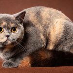 British Shorthair Neutering Age All You Need To Know