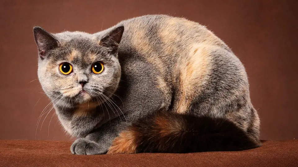 British Shorthair Neutering Age All You Need To Know