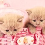 Can You Find British Shorthair Kittens For Free