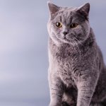 Can You Get British Shorthair Cats In America