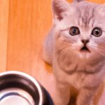 How Often To Feed British Shorthair Kitten