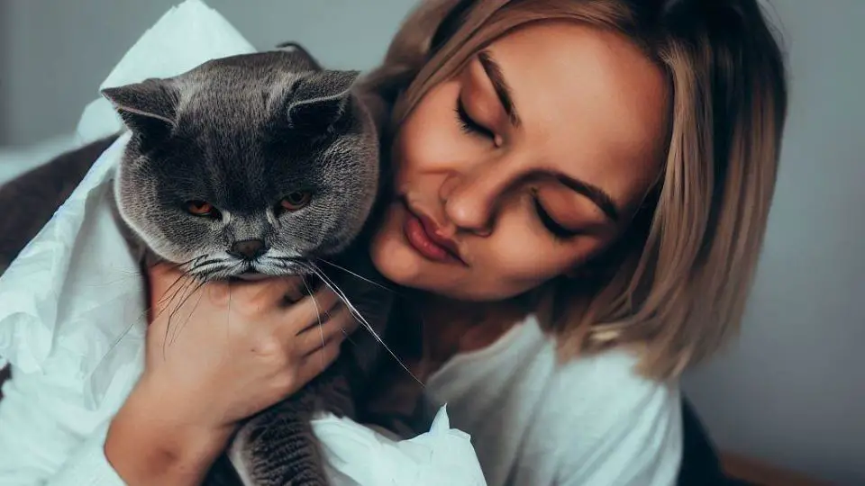 How To Deal With British Shorthair Allergies