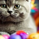 How To Look After British Shorthair Kittens