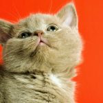 How to Feed British Shorthair Kitten