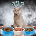 Tips for Managing a Sensitive Stomach in Your British Shorthair