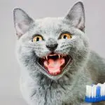 Tips for Toothbrushing Your British Shorthair Kitten
