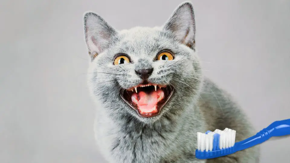 Tips for Toothbrushing Your British Shorthair Kitten