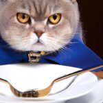 What Is The Best Food For British Shorthair 