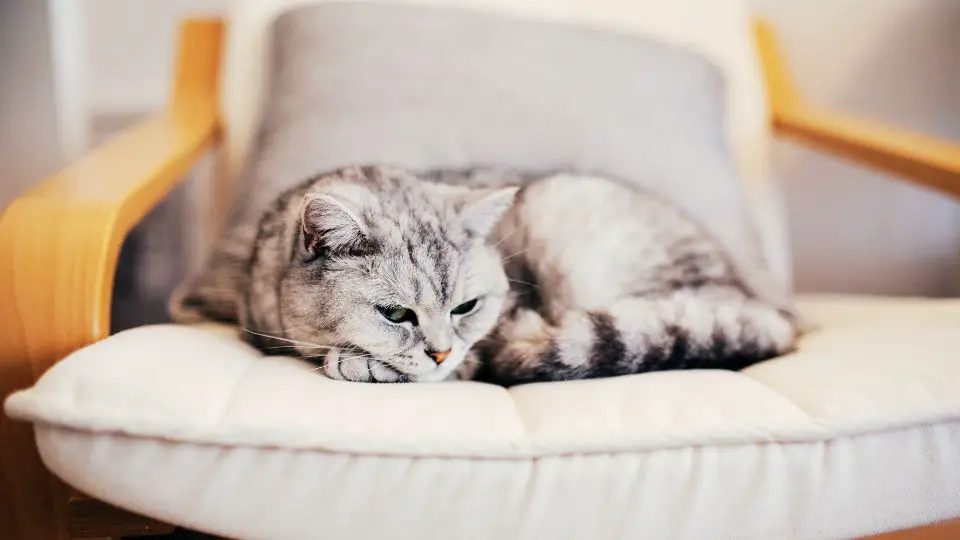 Why Are British Shorthairs So Calm