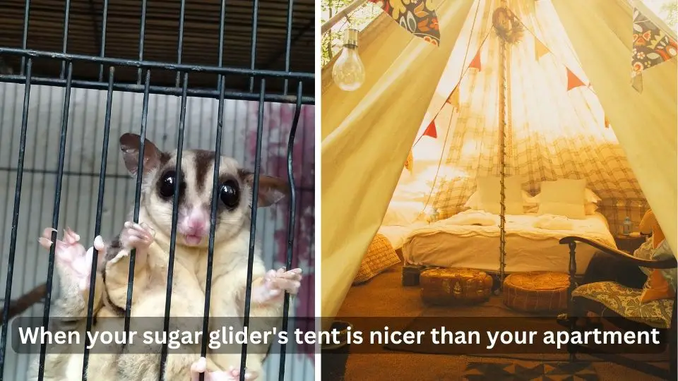 sugar glider bonding tent
