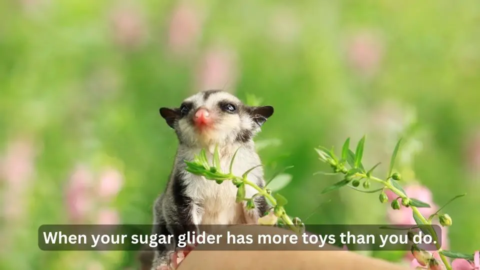sugar glider toys
