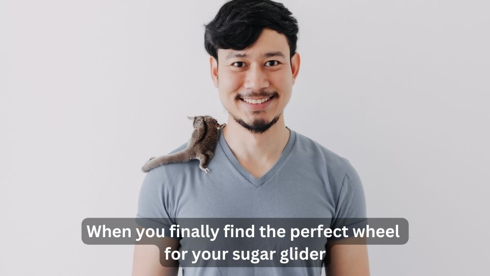 sugar glider wheel