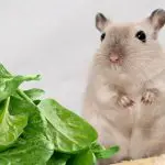Can Gerbils Eat Spinach Leaves