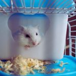 Can Gerbils Live in Bin Cages