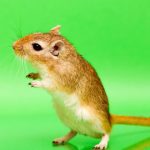 How Long Can A Gerbil Go Without Water?
