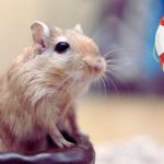 How To Save A Dying Gerbil?