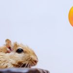 Reasons Why Is Your Gerbil Cold And Lethargic