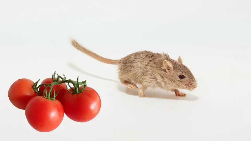 Are Gerbils Allowed Tomatoes