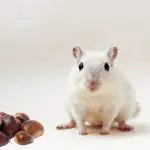 Can Gerbils Eat Chestnuts