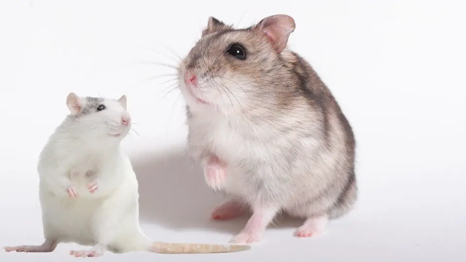 Can Gerbils and Rats Get Along
