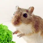 Is It Safe to Feed Gerbils Lettuce