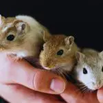 What To Do If Your Gerbil Has Babies