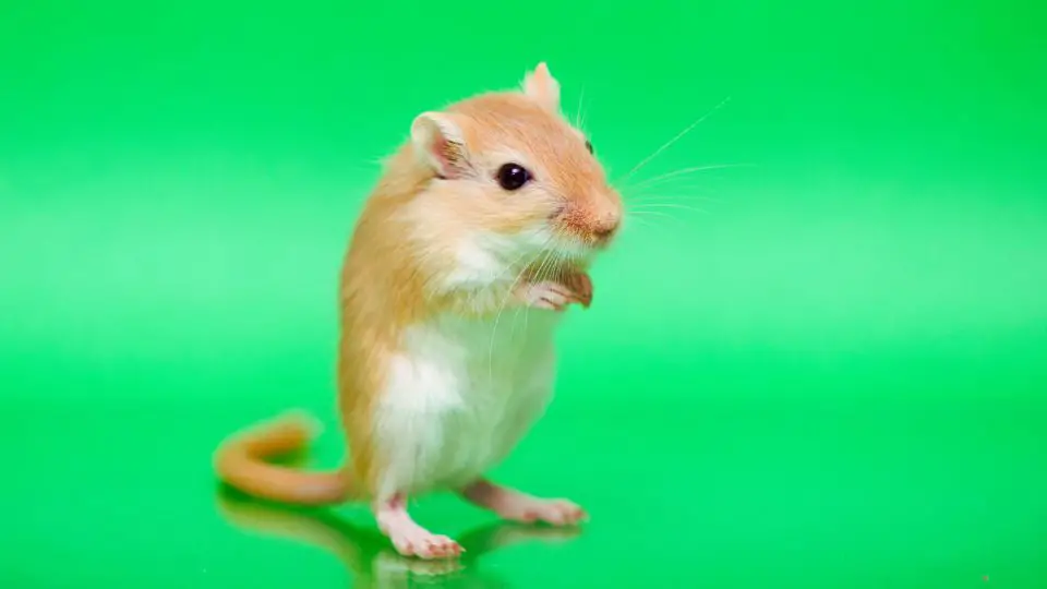 Why Is Gerbil’s Nose Red Treating + Preventing Nasal Dermatitis!
